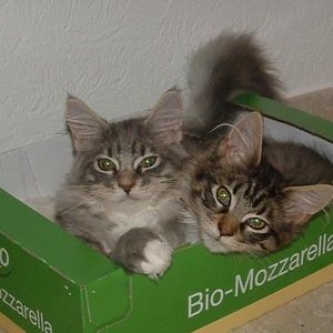Kistenkatzen