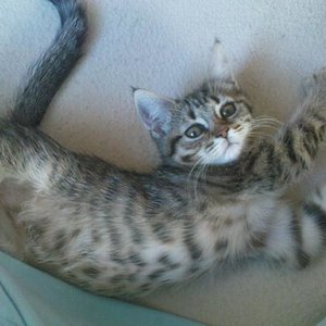 Das kleine Lieschen.