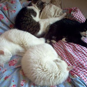 "Das Vierblättrige Kleeblatt"