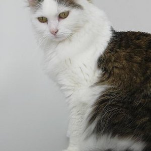 Vicky (danke an meine Katzensitterin für das schöne Bild)