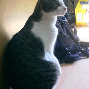 Greebo (danke an meine Katzensitterin für das schöne Bild)