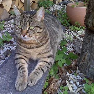 Die kleine Sphinx....