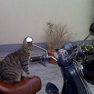 Malu, die begeisterte "Rollerfahrerin"