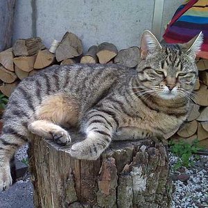 Toller Aussichts-und Ruhepunkt im Garten