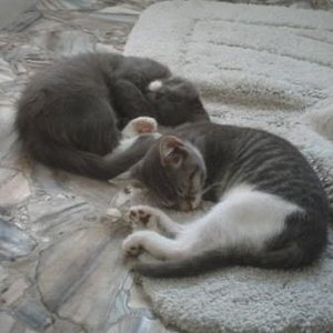 zu zweit schläft es sich besser