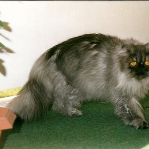 Indi 06.98

auf seinem alten Balkon