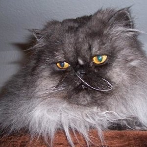 Indi 30.05.2007

Mein liebstes Foto ...