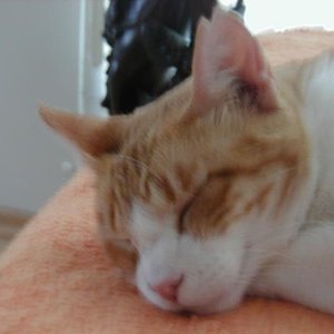 Miel ganz friedlich (wie immer)