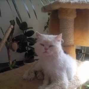 ich bin teddy und der papa von lilly ihrem baby und ausserdem der faulste in der runde.den ganzen tag schlafen und nebenbei mal futtern das leben kann so schön sein.