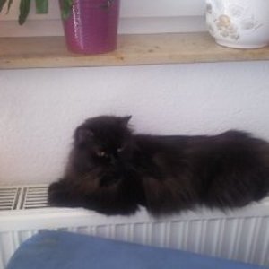 ich bin lilly und grad mama geworden von einem kleinen mädchen.am liebsten würd ich den ganzen tag schmusen