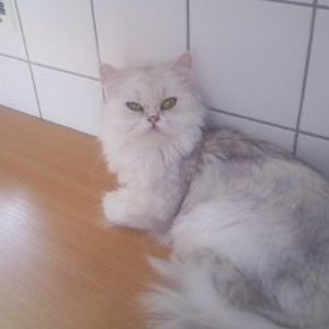 ich bin die kleine zicke alice.wenn dann geht es nach meinem kopf.