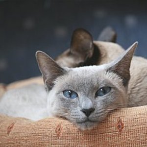 das ist die mama von donald und daisy