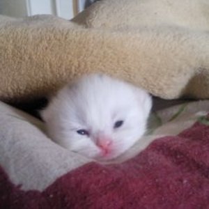 hier ist die kleine maus 10 tage