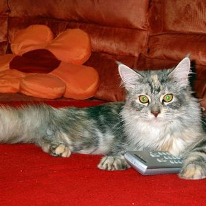 Wächterin der Fernbedienung