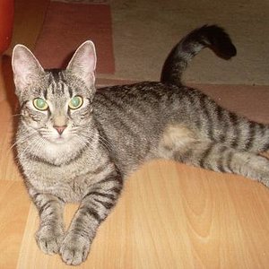 Meine kleine süße 1 jährige Katze (: