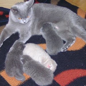 Shiela und die Kleinen