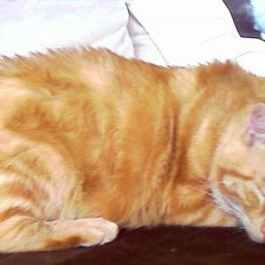 Süße Träume Dicker