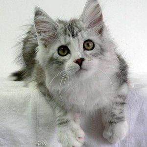 Angel mit 14 Wochen
(c) Ulli