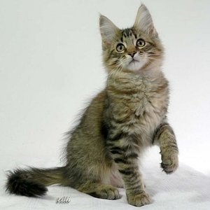 Shadow mit 14 Wochen
(c) Ulli