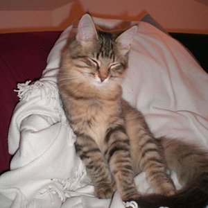 Shadow beim Chillen ^^