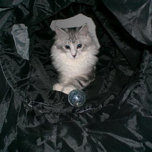 So siehts also in einem Rascheltunnel aus ^^