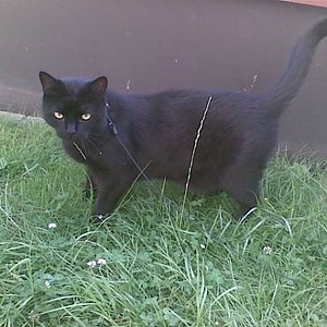 Luzifer liebte den Garten... dieses Bild entstand einen Tag bevor die FIP sich bemerkbar machte....