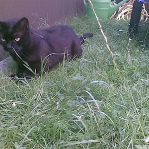 Luzi damals auf Pirsch im Garten....