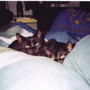 Da waren sie noch jung und noch zu zweit. Meine zwei Strolche in meinem Bett ;)