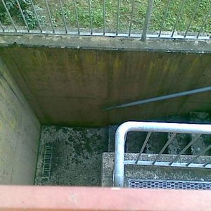 Blick der Katze vom Terassenkübel