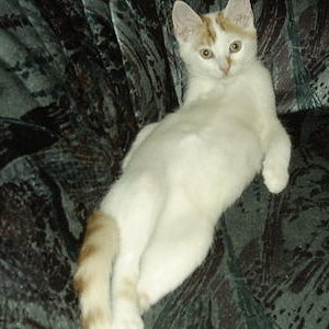 400 3233623763366562