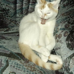 400 3336353531343063