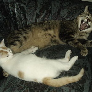 400 3462666333653566