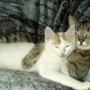 400 3466396334383537