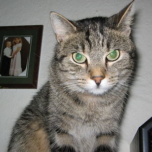 400 3666663232366639