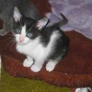 katerchen schwarz weiss