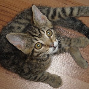 Momo mit ca. 10 Wochen