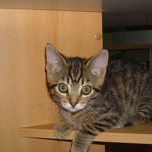 Momo unterm Couchtisch