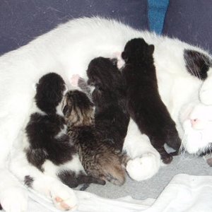 Da waren die *Glorreichen 4* gerade mal zwei Tage alt.
Rübe war und ist eine zauberhafte Mama :-)