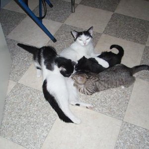 Rübe mit Amélie (das Tigerchen), Aramis (der schwarz-weiße Kater) und der immer hungrigen Justy.