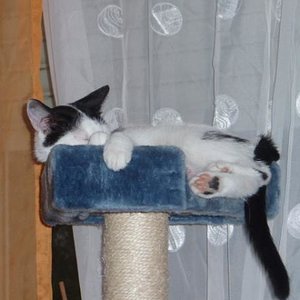 Rübe hat den Logenplatz erobert (sonst liegen die Zwerge immer dort!)