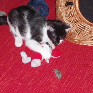 Lieber die echte Maus? ..oder lieber doch nicht?!