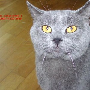 Mein geliebter Schnucki - hier sieht man ihm seine Krankheit schon an. Wir werden Dich nicht vergessen, süßer!