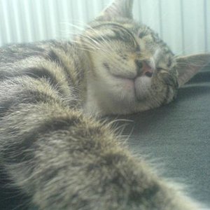 immer nur am schlafen... ;)