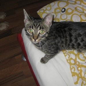 Quietschie (Handaufgezogen von mir, quietschte als Baby immer besonders laut, daher der Name)