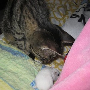 Quietschie und ihre Freundin der Hamster Bubu