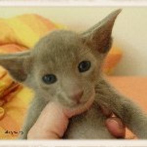 Aramis %282%29 200x151