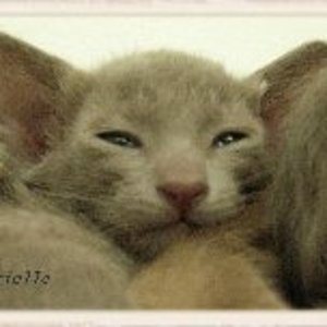 Arielle %282%29 200x152