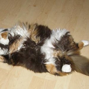 unsere 6jährige Main Coon Mischlingsdiva Missi