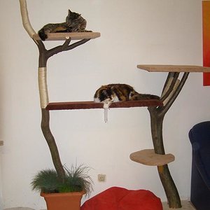 Mike und Enrico am neuen Naturkratzbaum