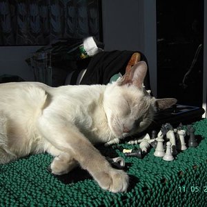 Da hat er sich einfach in Herrchen's Schachspiel zum Schlafen hingelegt.